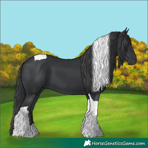 Horse Color:Black Tobiano 