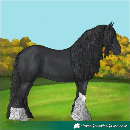Horse Color:Black Tobiano 