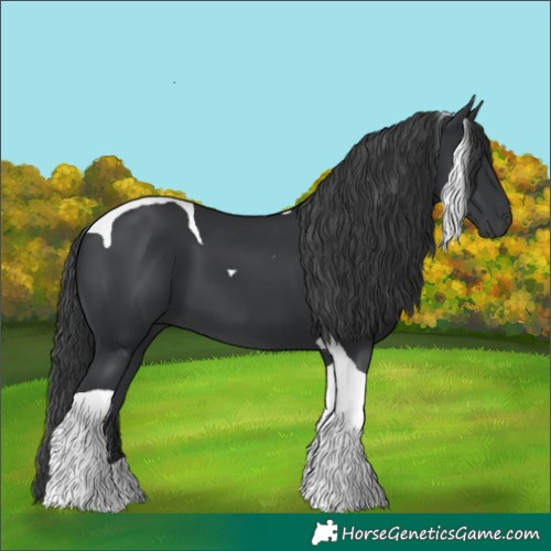 Horse Color:Black Tobiano