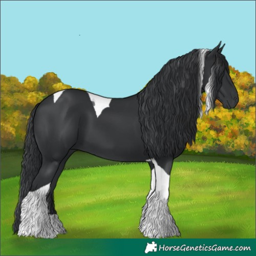 Horse Color:Black Tobiano