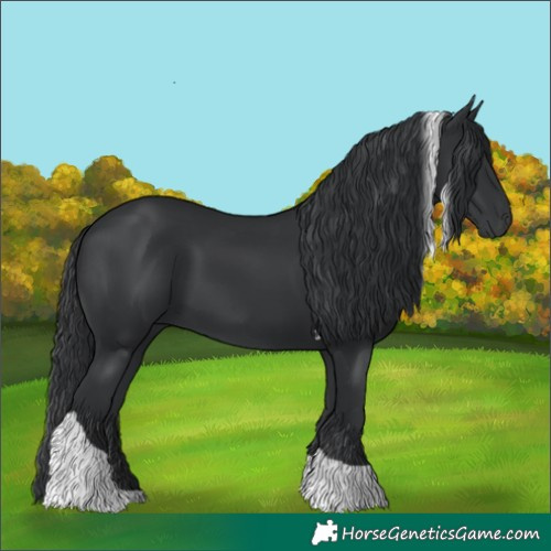 Horse Color:Black Tobiano 