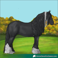 Horse Color:Black Tobiano 