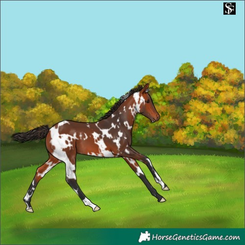 Horse Color:White Spotted Bay 