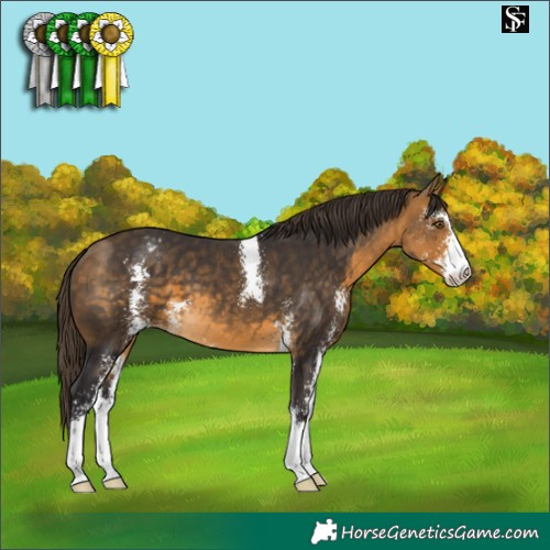Horse Color:Buckskin Sabino Varnish