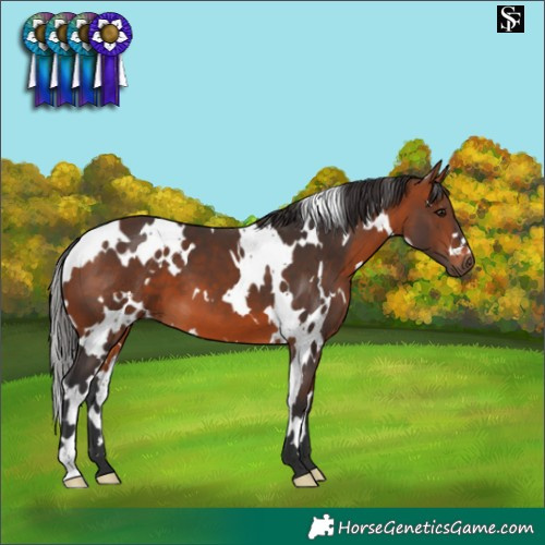 Horse Color:White Spotted Bay