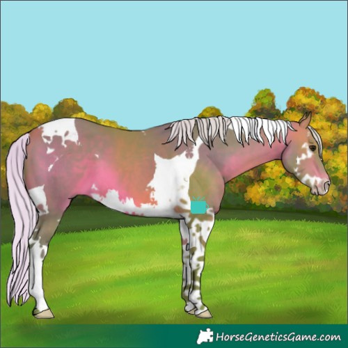 Horse Color:Watercolor Silver Bay Splash Tobiano 