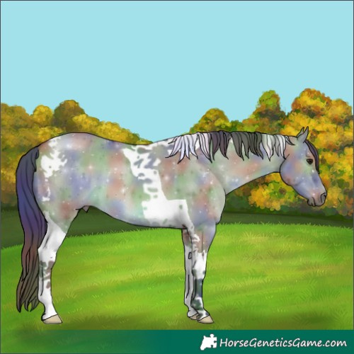 Horse Color:Nacre Bay Dun Tobiano