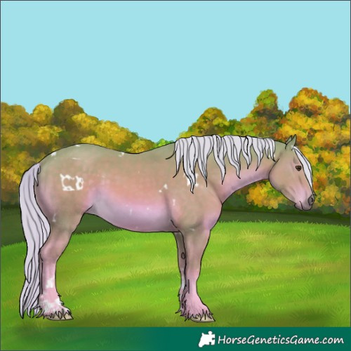 Horse Color:Watercolor White Spotted Palomino Sabino Rabicano