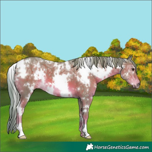 Horse Color:Watercolor White Spotted Chestnut Ice 