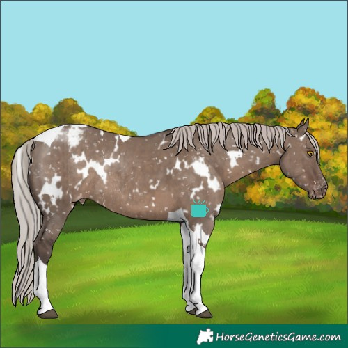 Horse Color:White Spotted Silver Grullo Tobiano Snowcap Rabicano Brindle