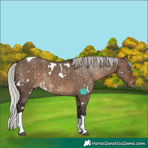 Horse Color:White Spotted Silver Brown Dun Tobiano Varnish Rabicano 