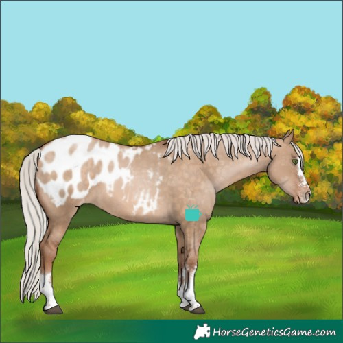 Horse Color:Silver Brown Pearl Dun Blanket 