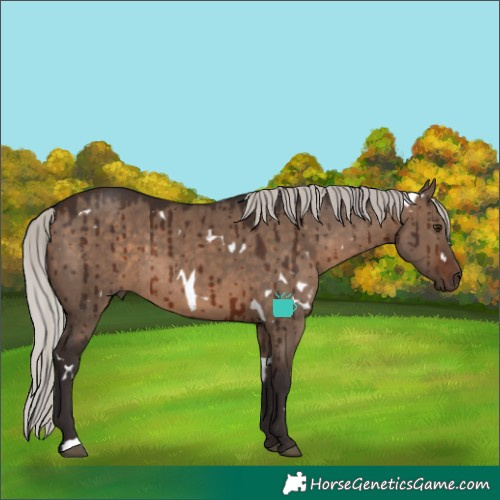 Horse Color:White Spotted Silver Brown Dun Rabicano Brindle