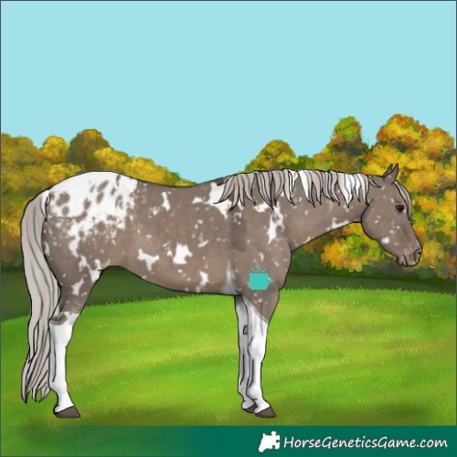Horse Color:White Spotted Silver Grullo Tobiano Blanket