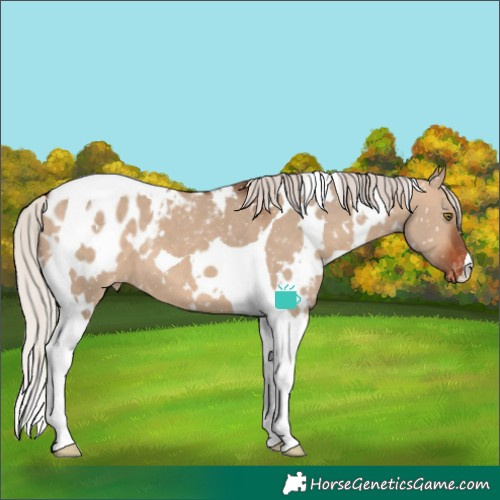 Horse Color:White Spotted Silver Brown Dun Tobiano Blanket