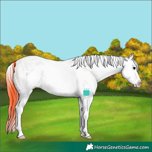 Horse Color:White Spotted Brown Splash
