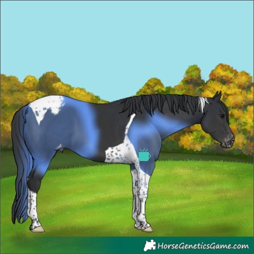 Horse Color:Black Tobiano Varnish 