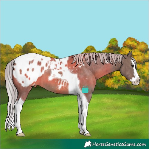 Horse Color:Silver Grullo Splash Tobiano Blanket Brindle 
