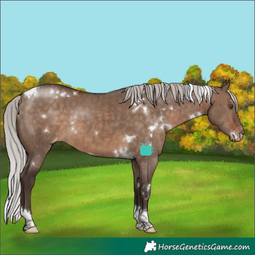 Horse Color:White Spotted Silver Brown Dun Tobiano Varnish Rabicano Brindle 