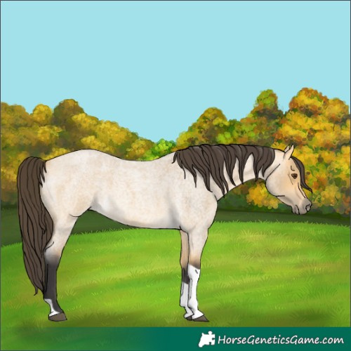 Horse Color:Unknown 