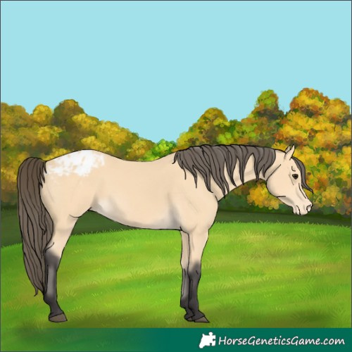 Horse Color:Unknown