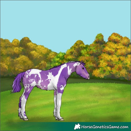 Horse Color:Watercolor White Spotted Bay Tobiano 