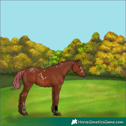 Horse Color:White Spotted Chestnut Tobiano
