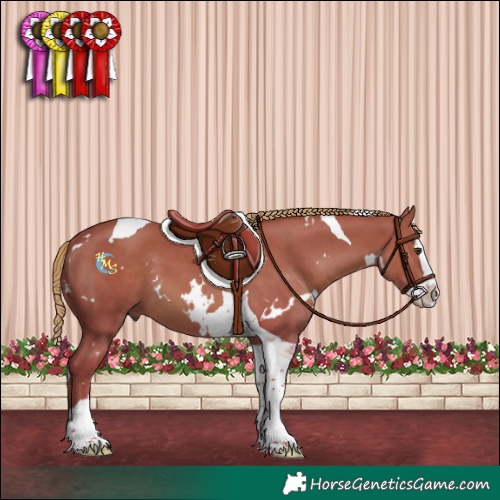 Horse Color:Watercolor White Spotted Chestnut Splash Tobiano