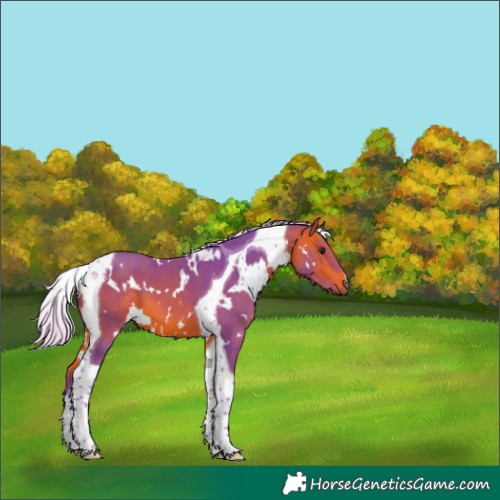 Horse Color:Watercolor White Spotted Silver Bay Tobiano 
