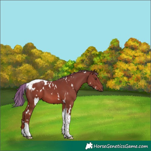 Horse Color:White Spotted Chestnut Tobiano