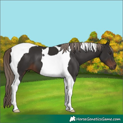 Horse Color:Liver Chestnut Tobiano 