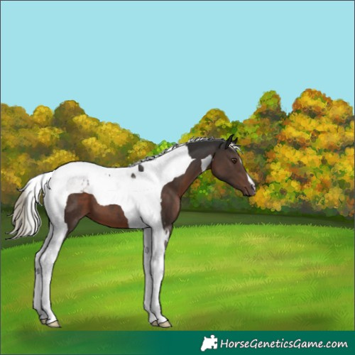 Horse Color:Liver Chestnut Mushroom Tobiano 