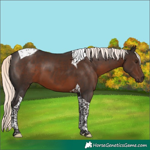 Horse Color:Liver Chestnut Mushroom Tobiano