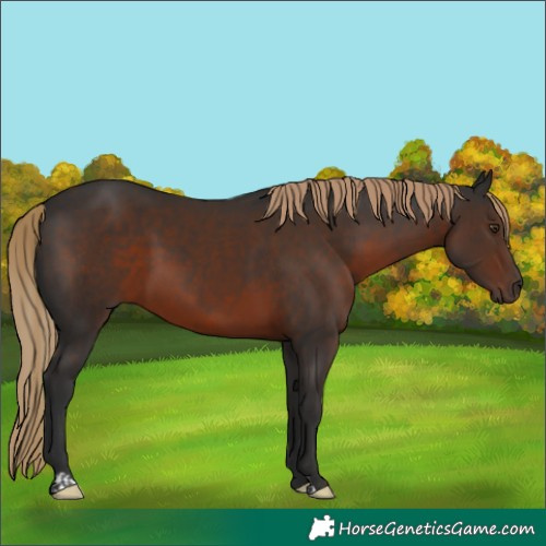 Horse Color:Liver Chestnut