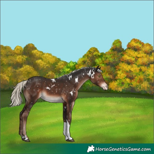 Horse Color:White Spotted Liver Chestnut Mushroom Tobiano Snowflake VarnishRabicano