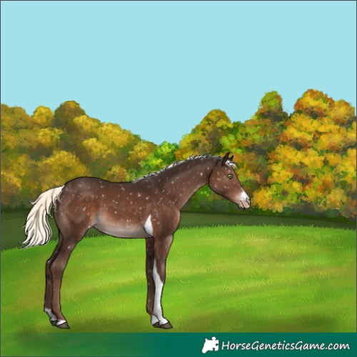 Horse Color:Liver Chestnut Mushroom Sabino Tobiano Blanket Rabicano 