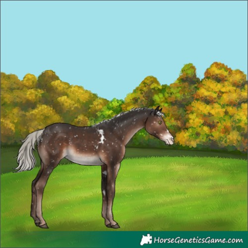 Horse Color:White Spotted Liver Chestnut Mushroom Snowflake VarnishRabicano 