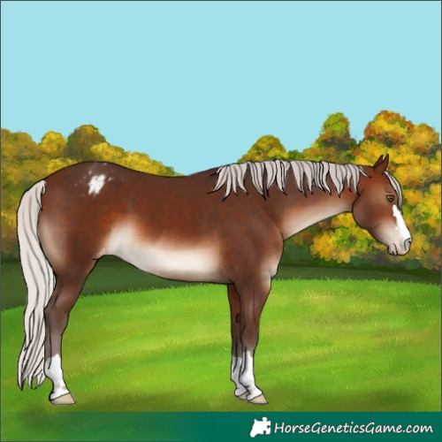 Horse Color:Silver Brown Varnish 