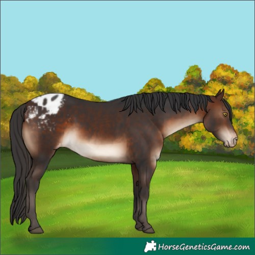 Horse Color:Brown Varnish