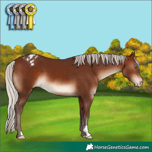 Horse Color:Silver Brown Varnish