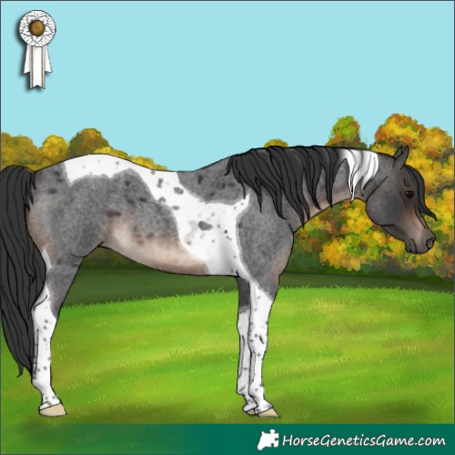 Horse Color:Brown Roan Tobiano