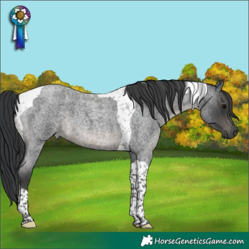 Horse Color:Blue Roan Tobiano