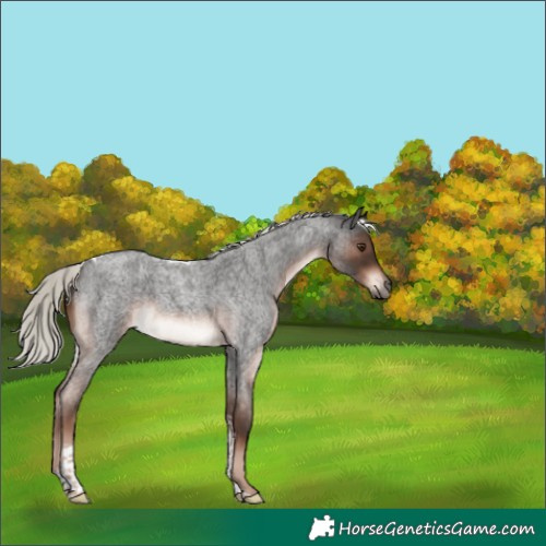 Horse Color:Liver Red Roan Mushroom Tobiano