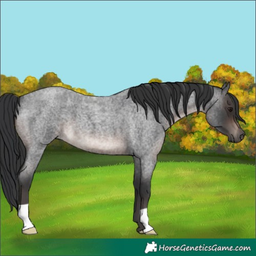Horse Color:Brown Roan Mushroom 