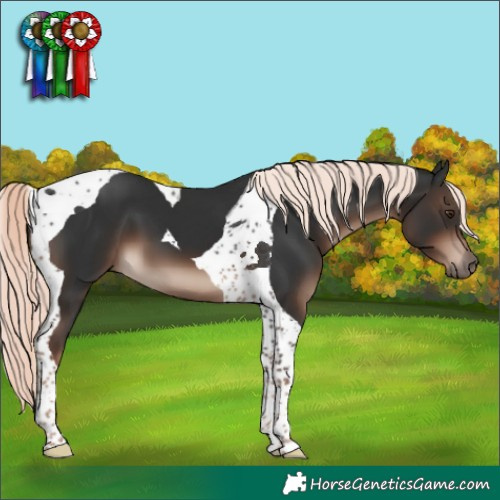 Horse Color:Liver Chestnut Mushroom Tobiano