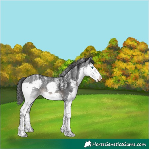 Horse Color:Powder White Black Splash 