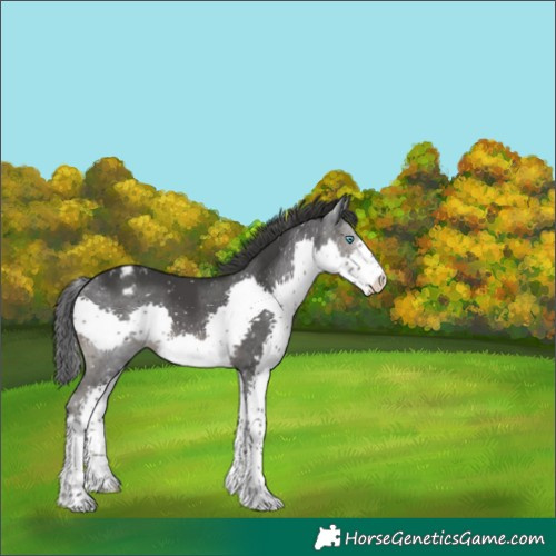 Horse Color:Black Splash Blanket