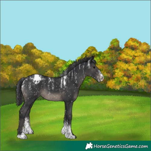 Horse Color:Powder White Black Blanket 