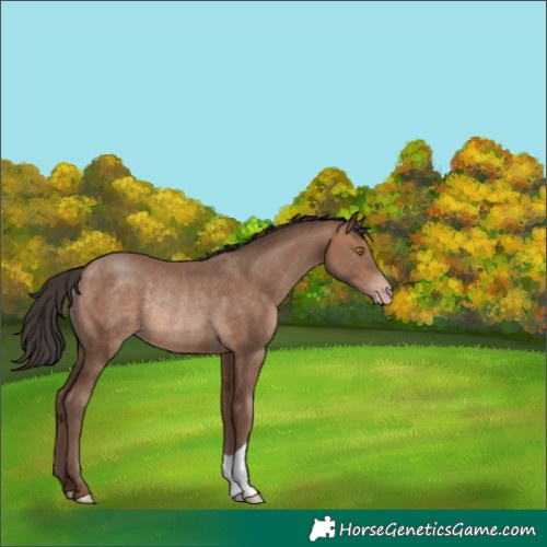 Horse Color:Sable Champagne Rabicano 