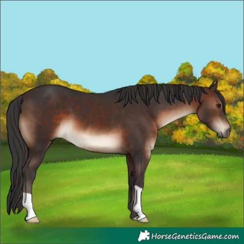 Horse Color:Brown 